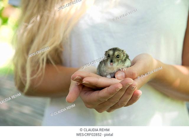 Portrait of hamster crouching in woman's cupped hand