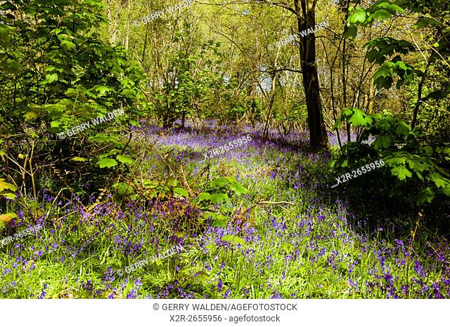 Bluebell Woods, Hampshire, England