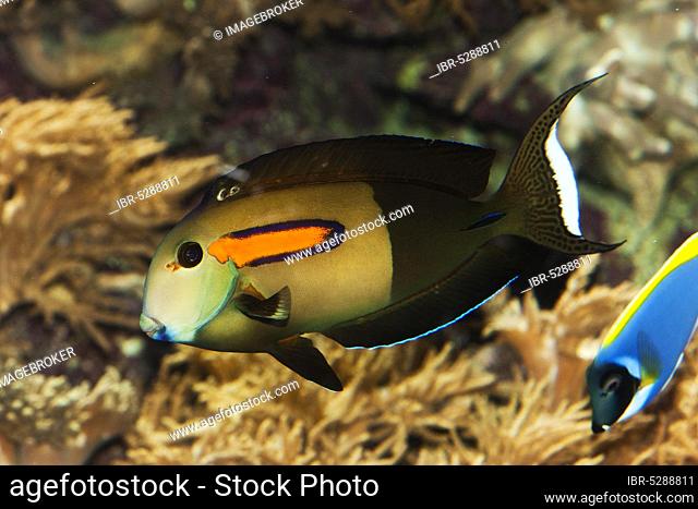 Orange spotted surgeonfish, Orange spotted surgeonfish, Animals, Other animals, Fishes, Surgeonfishes, ORANGEBAND SURGEONFISH OR ORANGESPOT SURGEONFISH...
