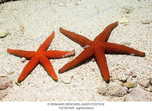 Red Starfish, Echinaster sepositus, Istria, Adriatic Sea, Croatia