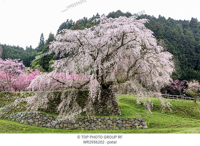 Matabei Cherry Blossoms, Uda, Japan