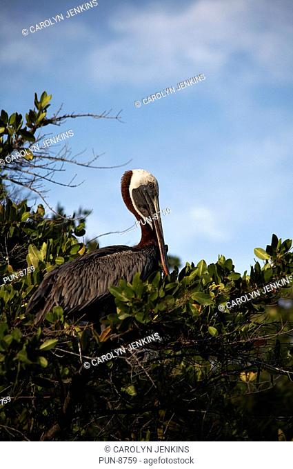 Brown pelican Pelecanus occidentalis urinator sitting on top of red mangroves Rhizophora mangle at Green Sea Turtle Cove, Santa Cruz