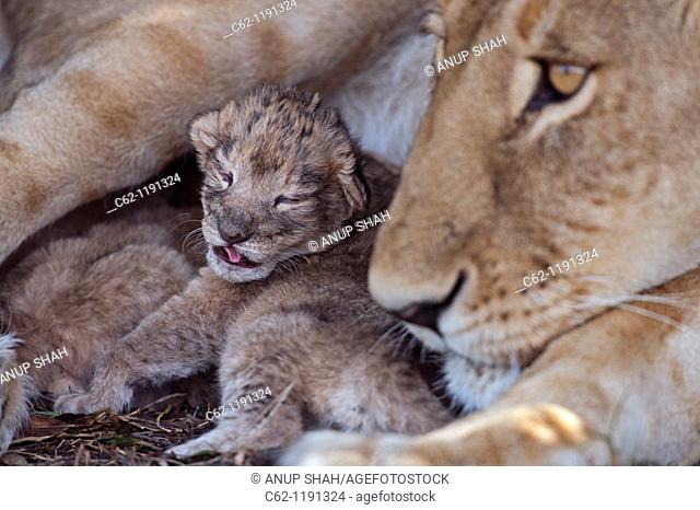Lioness (Panthera leo) with cub less than 2 days old, Maasai Mara National Reserve, Kenya