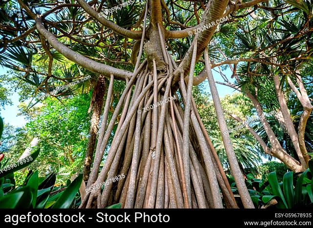 Pandanus utilis tree, the common screwpine - aerial roots