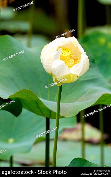 Indische Lotosblume (Nelumbo nucifera) im Botanischen Garten in Pamplemousses, Mauritius, Afrika. Indian Lotus (Nelumbo nucifera) in the Botanical Garden in...