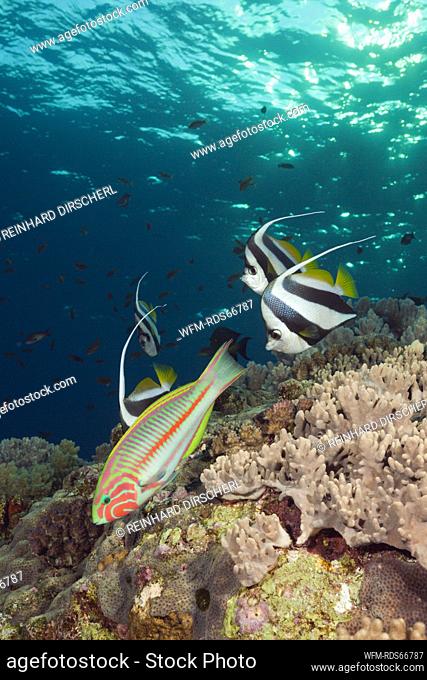 Shoal of Pennant Bannerfish and Wrasse, Heniochus diphreutes, Brother Islands, Red Sea, Egypt