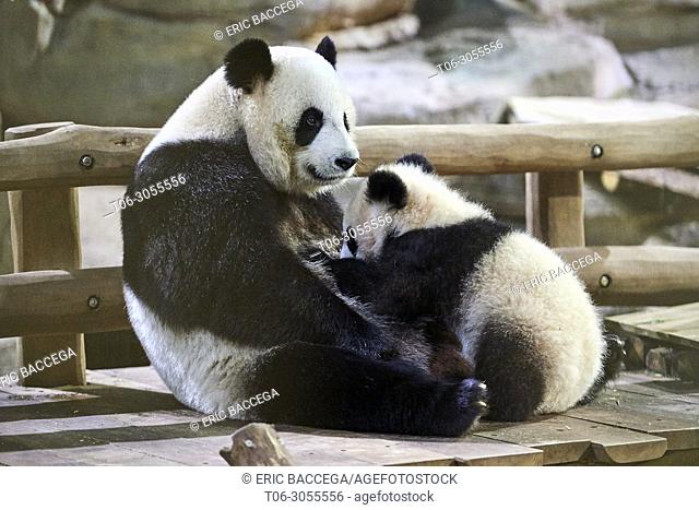 Giant panda cub Yuan Meng suckling its mother Huan Huan (Ailuropoda melanoleuca). Yuan Meng, first giant panda ever born in France, is now 8 months old