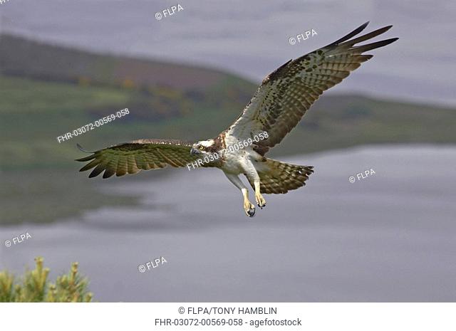 Osprey Pandion haliaetus adult male, in flight, Inverness-shire, Scotland, spring
