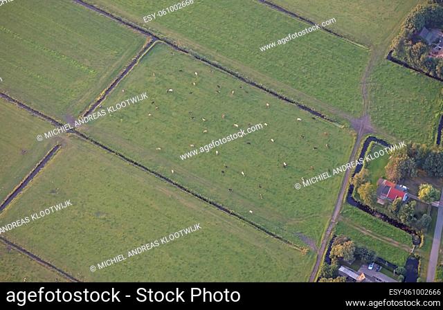 Aerial view of cows in the field, Friesland