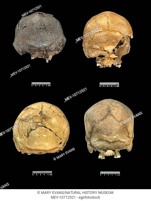 Rear views: Homo erectus ( Sangiran); Homo heidelbergensis ( Broken Hill); Homo neanderthalensis ( La Ferrassie) & Modern Homo sapiens, ( Polynesia)