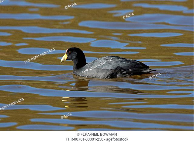 Andean Coot Fulica ardesiaca adult, swimming on lake, Jujuy, Argentina, january
