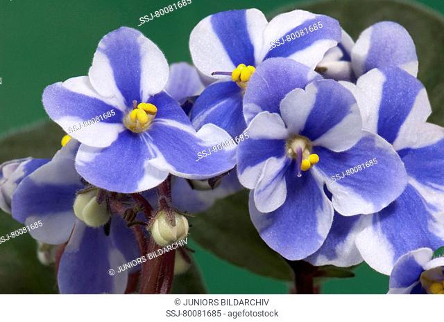 DEU, 2010: Saintpaulia, African Violet (Saintpaulia ionantha-Hybride), white and blue flowers