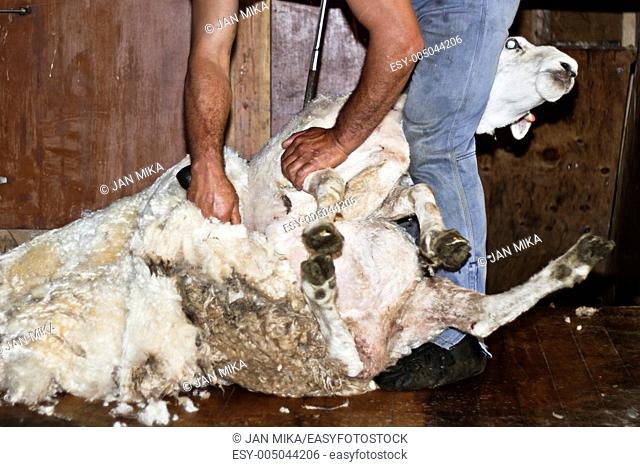 Sheep shearing in New Zealand