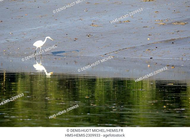 India, West Bengal, Sundarbans national park, great egret (Ardea alba), fishing in the mangrove swamp