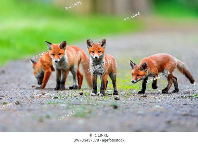 red fox (Vulpes vulpes), four fox kids on a path, Germany