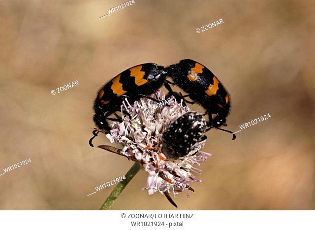 Mylabris variabilis, Blister beetle, Oil beetles