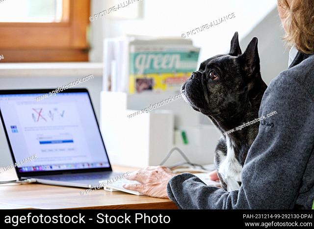 PRODUCTION - 23 November 2023, Bavaria, Nuremberg: The French Bulldog Klärchen vom Münchhof sits on the lap of an employee in the office of the advertising...