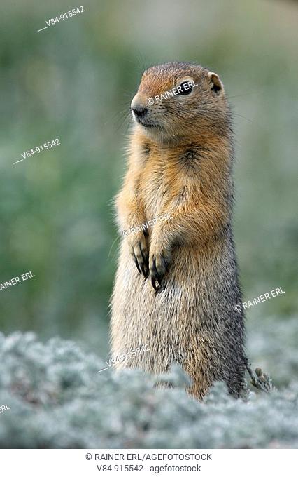 Arktisches Erdhörnchen / Artic Ground Squirrel / Citellus undulatus / Kluane-Nationalpark, Kluane National Park and Reserve, Kanada, Canada, USA