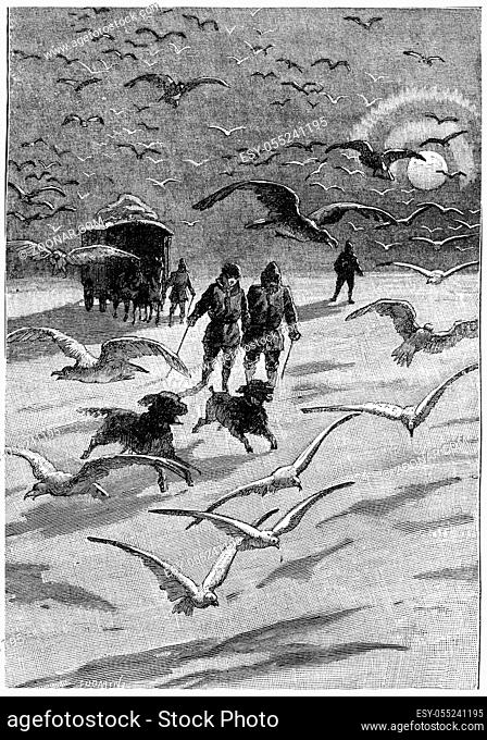 Both dogs were up thousands of birds, vintage engraved illustration. Jules Verne Cesar Cascabel, 1890