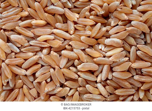 Ancient grain, kamut, Khorasan wheat or Oriental wheat (Triticum turgidum x polonicum)