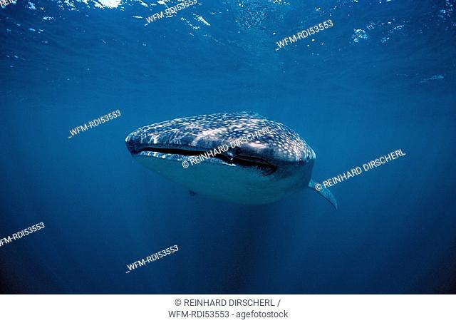 Whale shark, Rhincodon thypus, Indian Ocean, Maldives