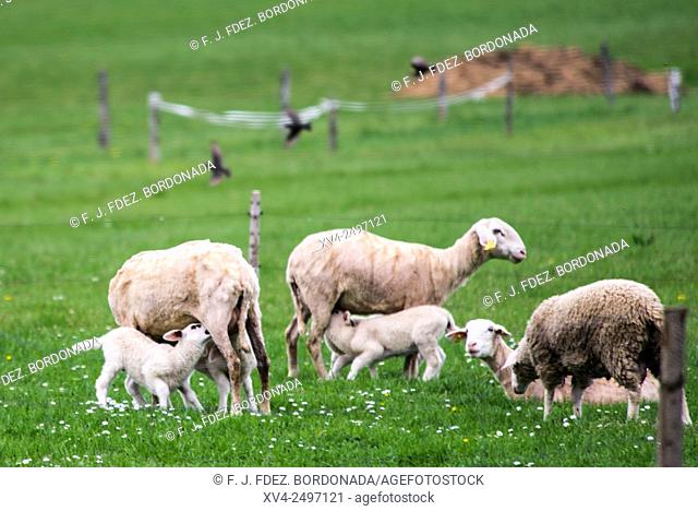 Sheep farm at Draga village, Slovenia