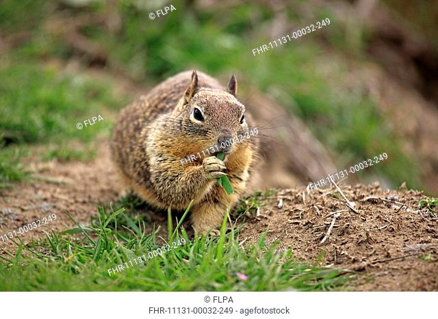 Californian Ground Squirrel Spermophilus beecheyi adult, feeding on grass, Monterey, California, U S A