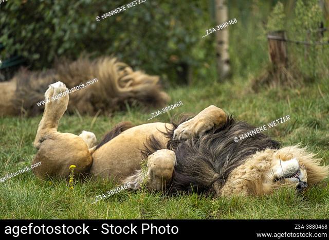 Utterly relaxed lion sleeping on its back