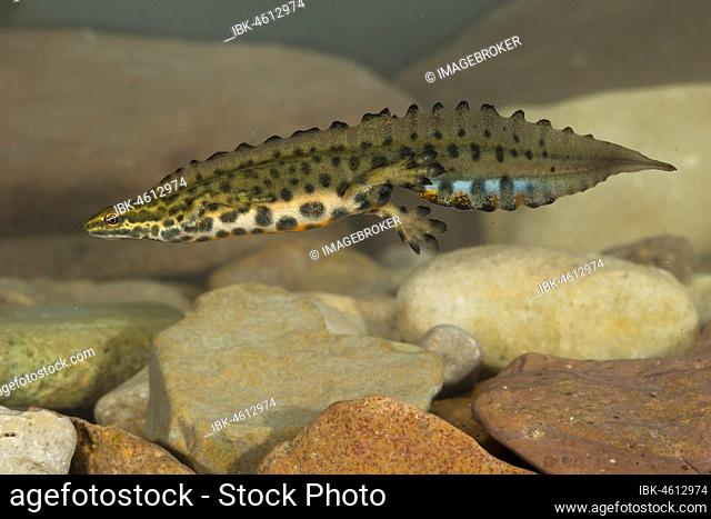 Common newt (Triturus vulgaris), male at the bottom of a stream, Thuringia, Germany, Europe