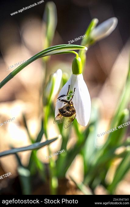 Honey bee feeding on a snowdrop flower