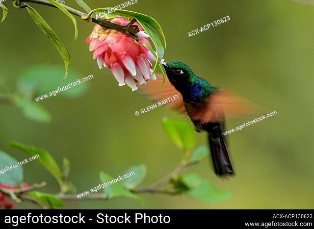 Garnet-throated Hummingbird (Lamprolaima rhami) feeding on a flower in Guatemala in Central America