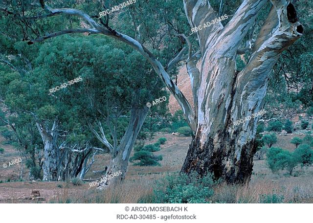 River Red Gum Trees, Flinders Range national park, South Australia