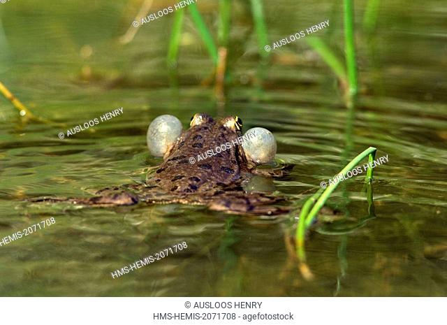 Pool Frog or little green frog (Pelophylax lessonae), voice puffy bags