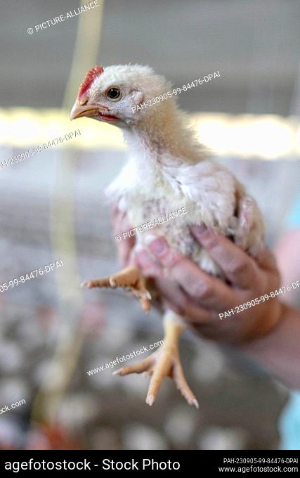 05 September 2023, Lower Saxony, Dötlingen: Broilers of the breed Hubbard 757 are kept in a house with the specifications of the Dutch system ""Beter Leven 1...