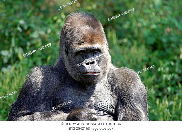 Gorilla - Gorilla gorilla - Portrait