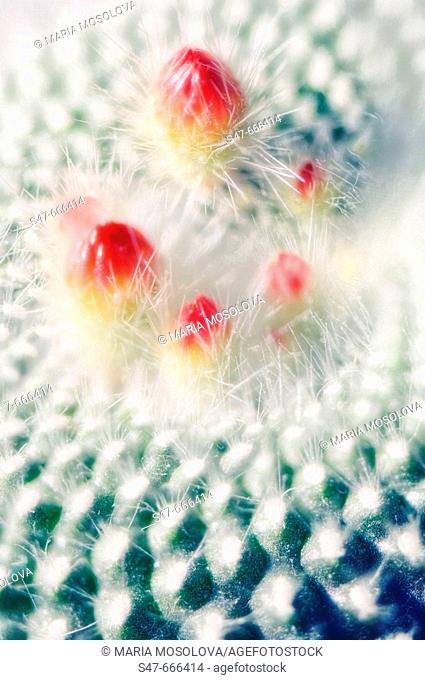 Red cactus buds. Mammillaria hybrid. April 2006, Maryland, USA