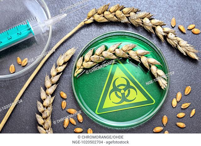 Wheat in petri dish, genetically modified grain