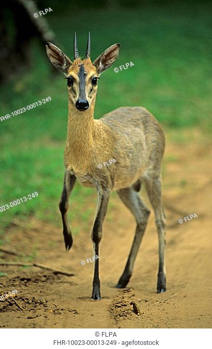 Common Duiker Sylvicapra grimmia adult, standing, holding front leg up, South Africa