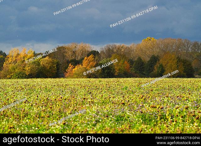 06 November 2023, Brandenburg, Oranienburg: Thanks to a gap between the rain clouds, the sun shines on autumnal leafy trees standing at the edge of a field of...