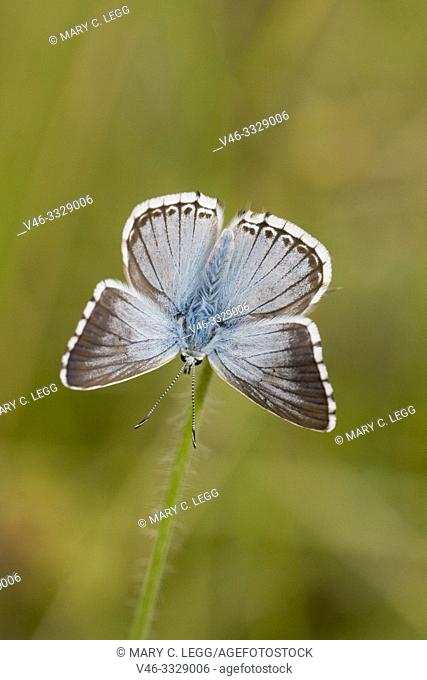 Chalk Hill Blue, Polyommtus coridon. Blue butterfly with dainty powder blue upperwings. Colonuizes in calcareous grasslands to about 2100m
