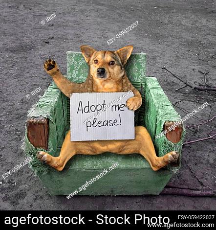 The homeless beige dog with a sign in his paws that says Adopt me please is sitting in an old torn green armchair