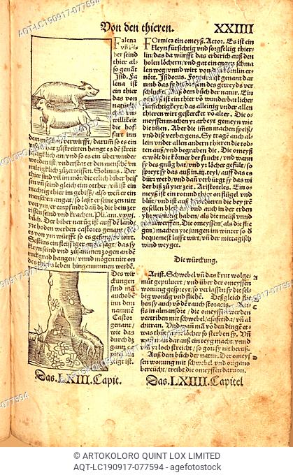 Moth, Fromica, Animal, ant, Fig. 39, Fol. XXIIIIr, Apiarius, Mathias (imp.), 1536, [Hortus sanitatis oder Garth der Gesundtheyt: von den vier Geschlechten als...
