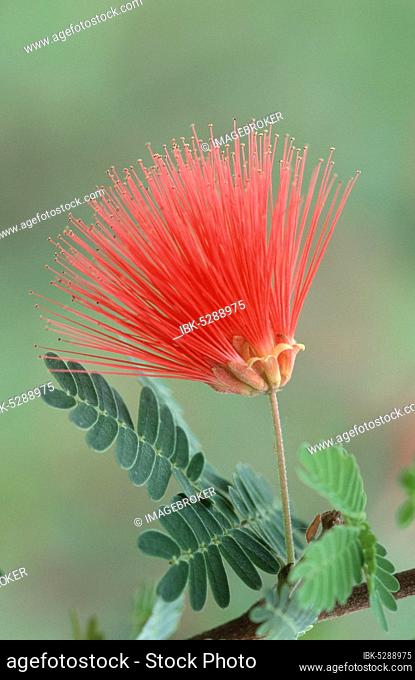 Red powder puff (Calliandra)