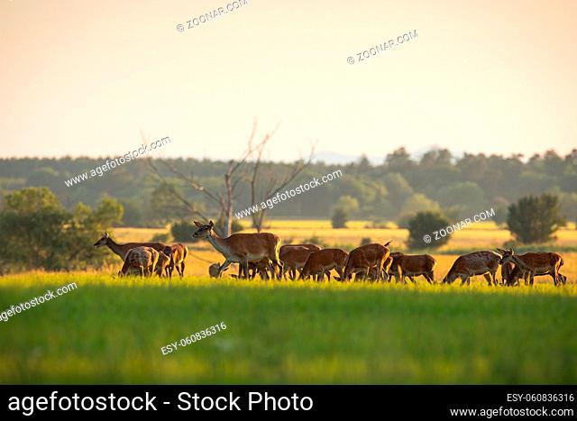 Numerous herd of red deer, cervus elaphus, hinds and calves grazing on a fresh green grass in spring at sunset. Group of many animals in nature