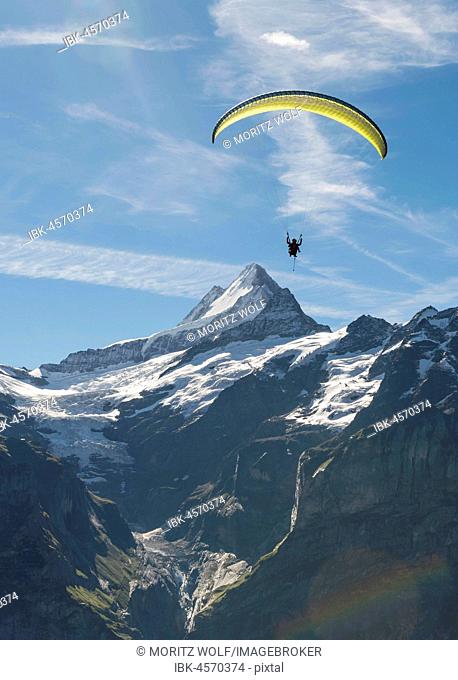 Paraglider flying in the sky, Großes Fiescherhorn, Eiger, Mönch, Jungfrau, Grindelwald, Switzerland