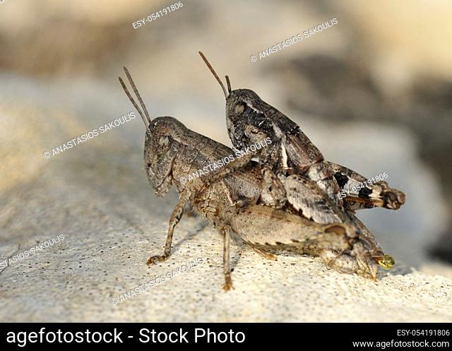 Common Maquis Grasshopper (Pezotettix giornae) is a species of 'short-horned grasshoppers' belonging to the family Acrididae subfamily Catantopinae