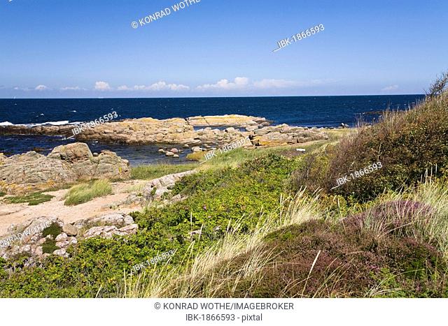 Coastal landscape with Erica (Calluna vulgaris) at the Hammer Odde northern tip of Bornholm, Denmark, Europe