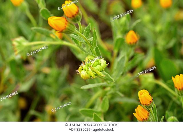 Field marigold (Calendula arvensis) is an annual or biennial herb native to Mediterranean Basin. Fruits detail. This photo was taken in Alt Emporda