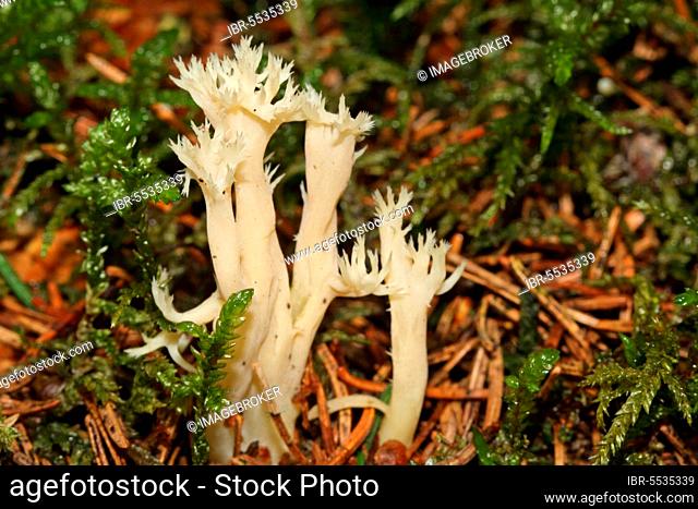 White coral mushroom (Clavulina coralloides)