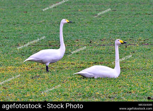 Whooper swan on a meadow. Singschwaene auf einem Feld in Sachsen